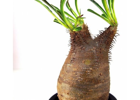 Pachypodium Gracilius パキポディウム  グラキリス  №6  little