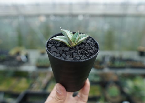 アガベ　チタノタ　ホワイトアイス 　agave titanota whiteice