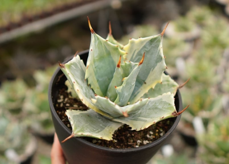 アガベ ポタトラム ペルシャフェルティー 怒雷神錦 NO.2 | mana's farm