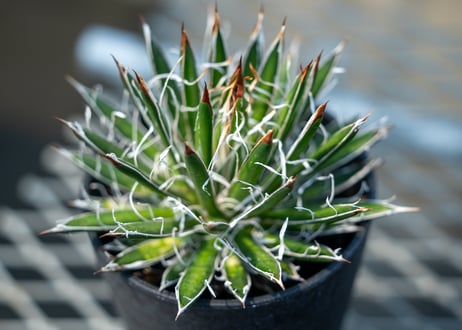 アガベ　フィリフェラ　シディゲラ　agave filifera ssp. schidigera