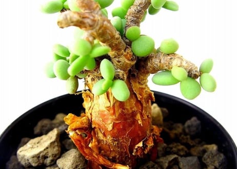 Ceraria pygmaea ケラリア・ピグマエア  №5