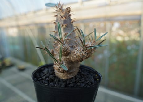 パキポディウム　カクチぺス　Pachypodium cactipes  No.1
