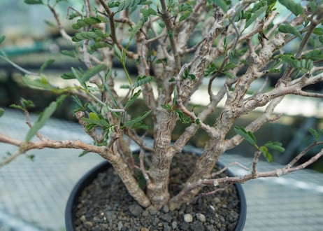 センナ　メリディオナリス　Senna meridionalis