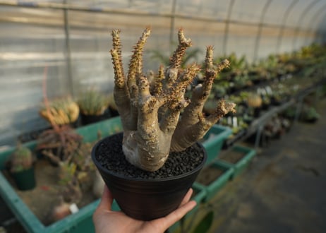 パキポディウム マカイエンセ　Pachypodium makayense　No.3