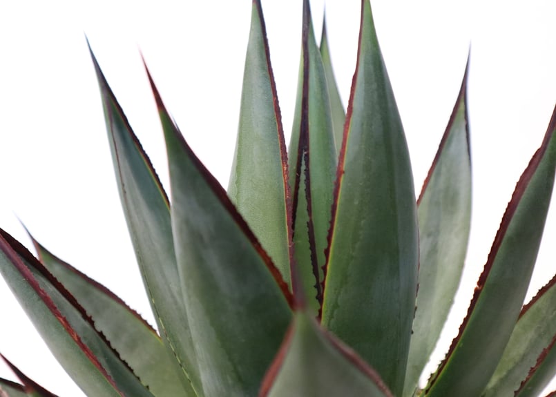 アガベ ブルーグロー | mana's farm:塊根植物・アガベ・ドライガーデン