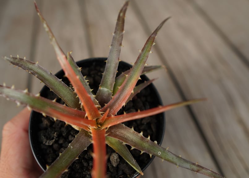 ディッキア アンダマン Dyckia andaman | mana's farm:塊根植物・ア
