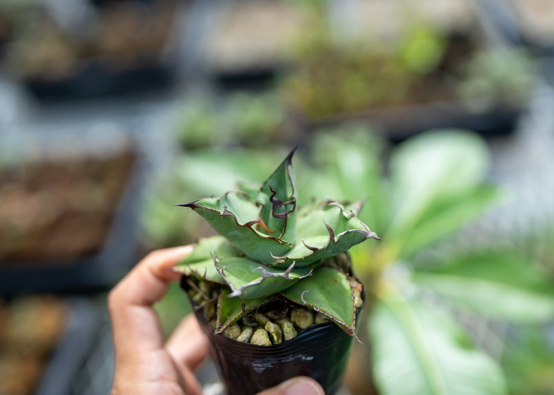 アガベ オテロイ 沖縄実生 | mana's farm:塊根植物・アガベ・ドライ