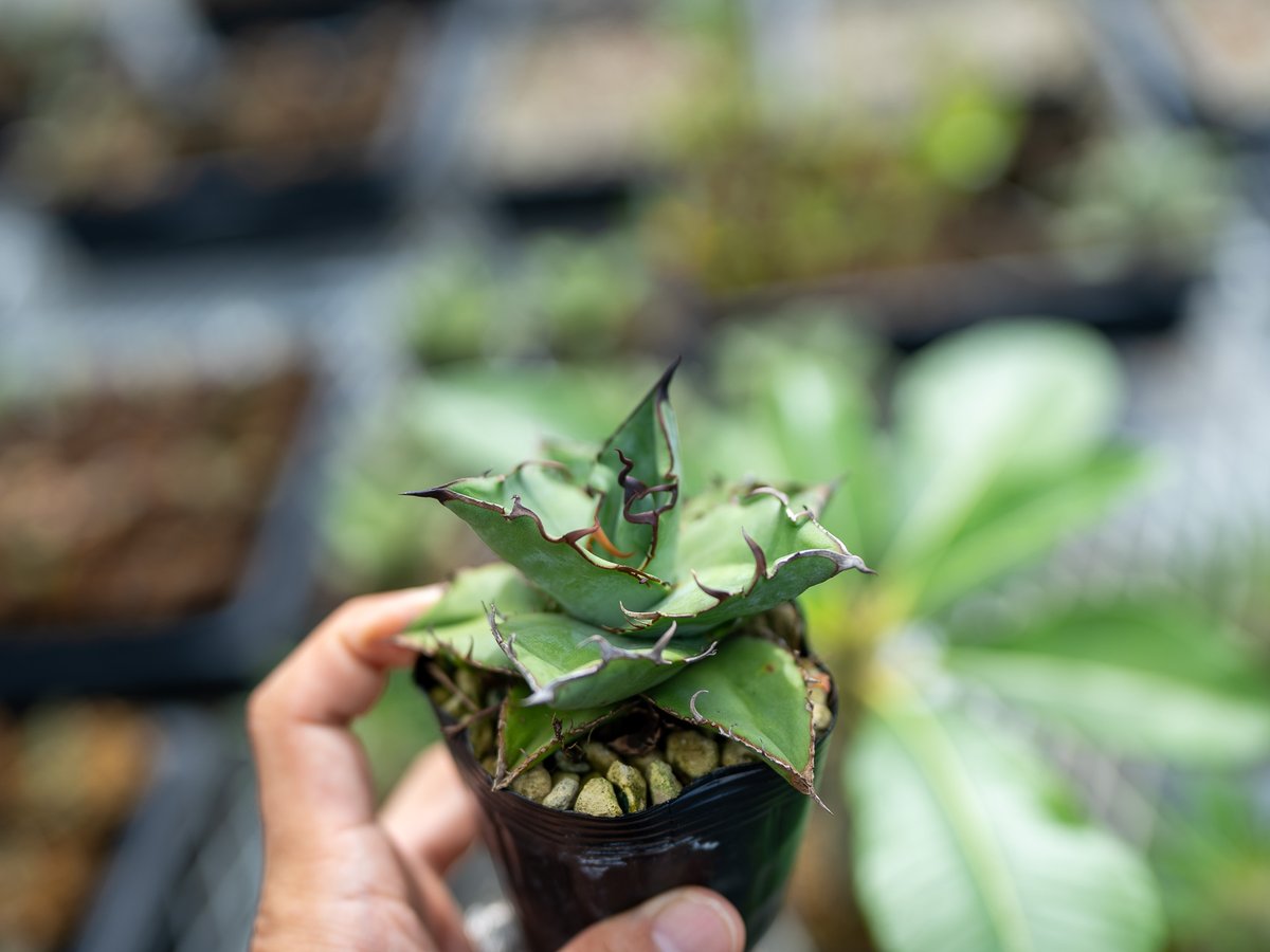 バ*ク様 アガベ　オテロイ実生　ロウルサンコ種子　全部 バ*ク様 アガベ オテロイ実生 ロウルサンコ種子 全部 アガベ