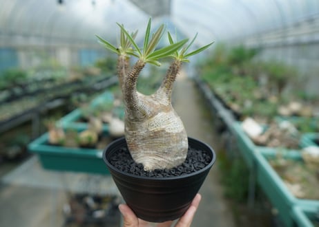 パキポディウム　グラキリス　 Pachypodium Gracilius  No.4