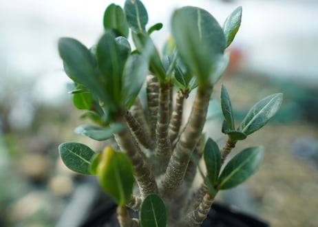 アデニウム　Adenium　No.1