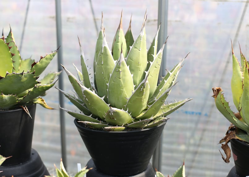 夏セールアガベパープソラム（Purpusorum）‼️26800-10000 夏セールアガベパープソラム（Purpusorum）‼️26800-10000