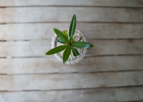 パキポディウム　​フィヘレネンセ　Pachypodium lamerei var. fiherenense