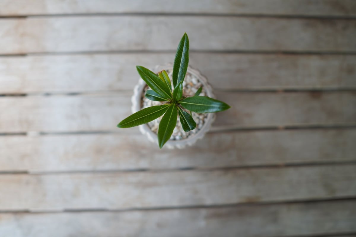 パキポディウム ​フィヘレネンセ Pachypodium lamerei var. fiher