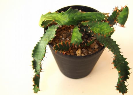 ユーフォルビア ステラータ 飛竜  Euphorbia stellata 11 未発根