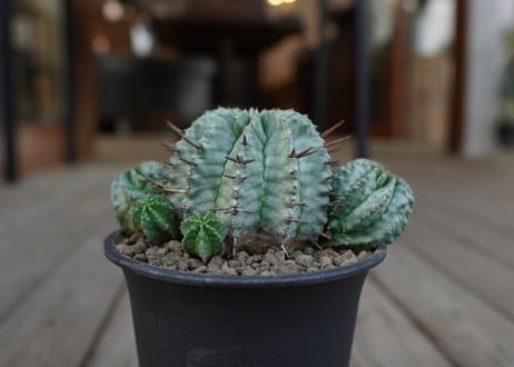 ユーフォルビア　ホリダ　Euphorbia horrida