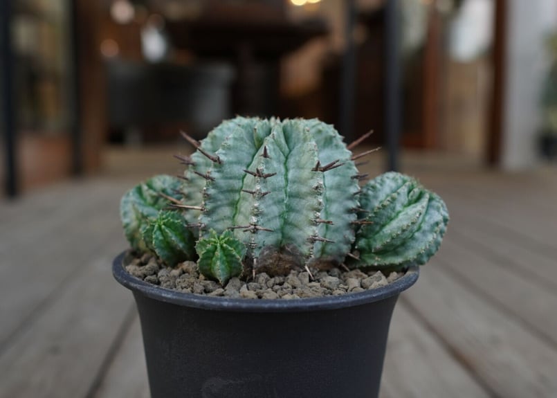 ②ホリダ　ストリアータ　ユーフォルビア 多肉植物：ユーフォルビア ホリダ ストリアータ*幅5.5cm 現品！一品