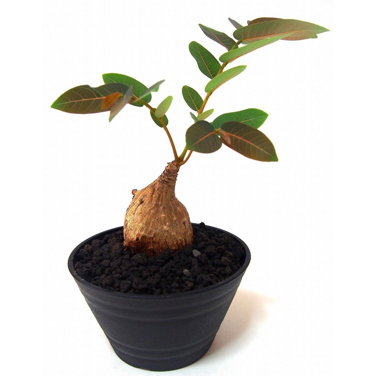 Phyllanthus mirabilis フィランサス ミラビリス | mana