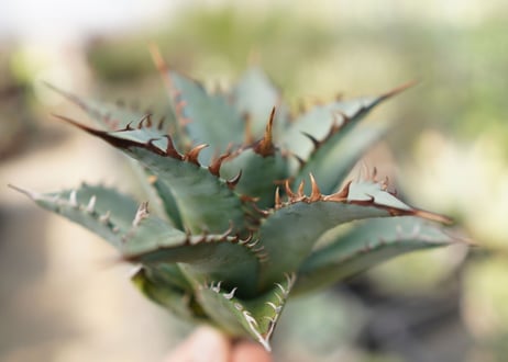 agave　oteroi　oaxaca　NO.10