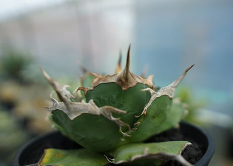 アガベ　チタノタ　獅子光　agave titanota  lion light