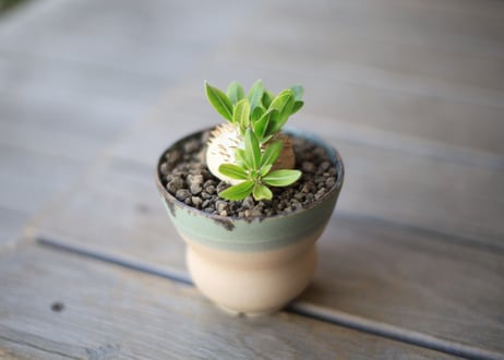 恵比寿笑い　Pachypodium brevicaule