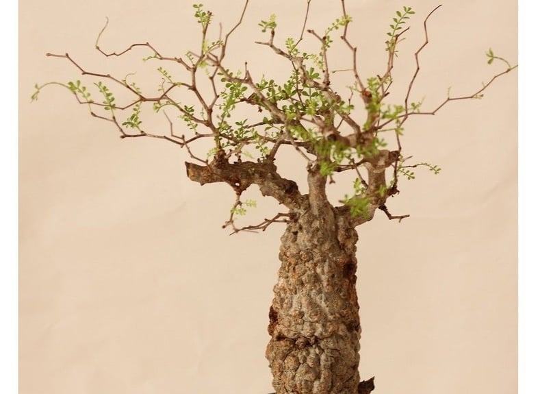 Operculicarya pachypus オペルクリカリア パキプス 国内3年目 | ma