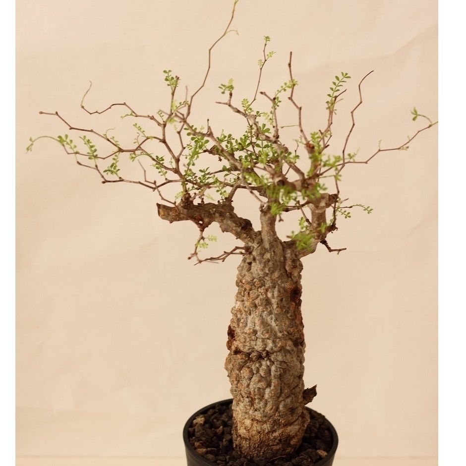 Operculicarya pachypus オペルクリカリア パキプス 国内3年目 | ma