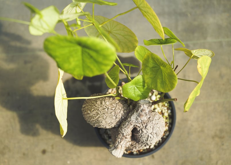 ステファニア スベローサ | mana's farm:塊根植物・アガベ・ドライ