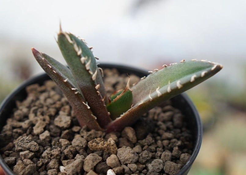 agave 鬼爪 雪峰 №10 | mana's farm:塊根植物・アガベ・ドライガーデン