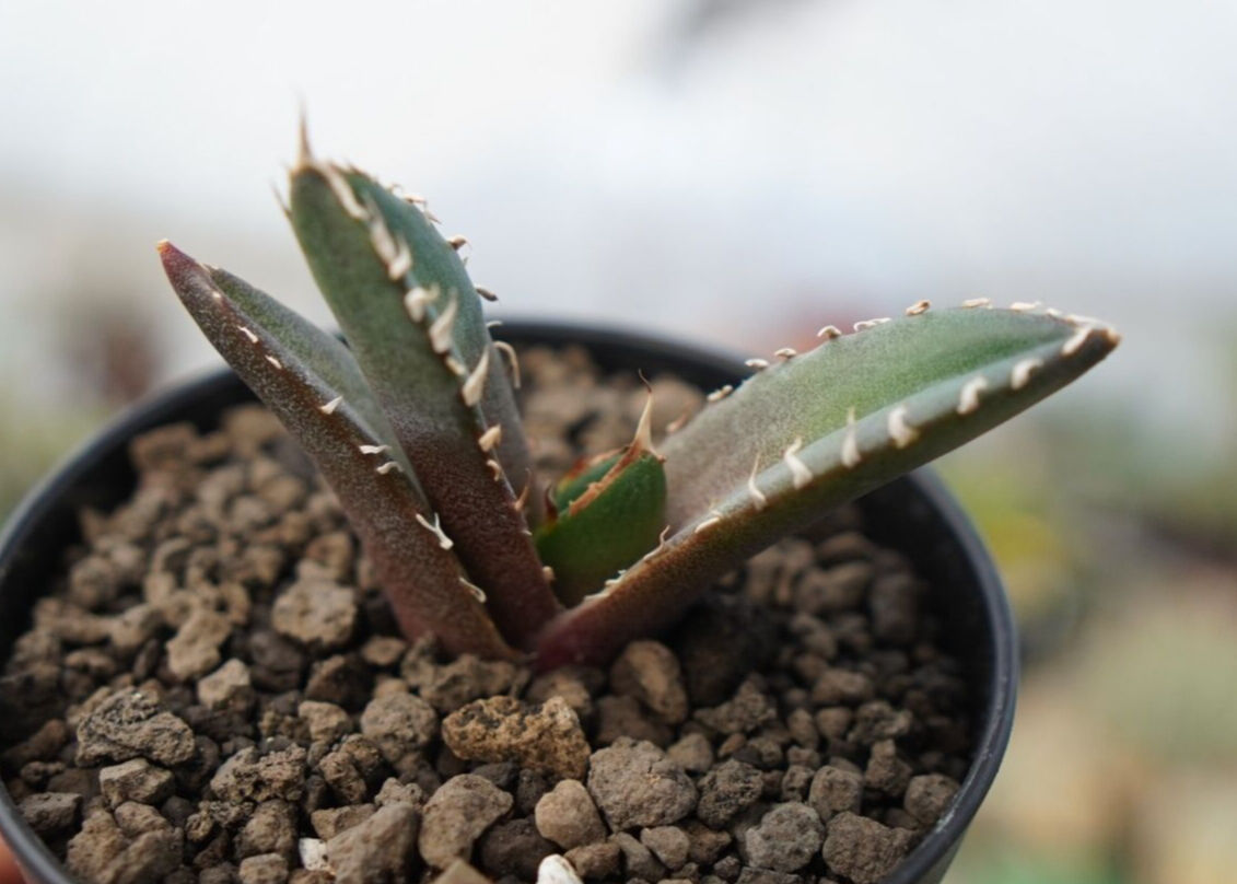 agave 鬼爪 雪峰 №10 | mana's farm:塊根植物・アガベ・ドライガーデン