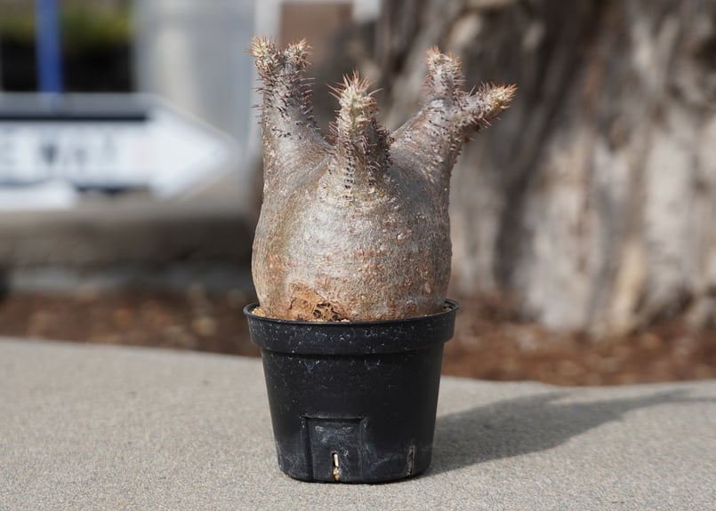 パキポディウム グラキリス No.6 | mana's farm:塊根植物・アガベ