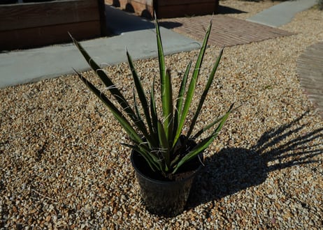 ユッカ　カルネロサーナ Yucca carnerosana  No.2