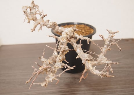 コミフォラ エイル Commiphora sp. Somalia Eyl
