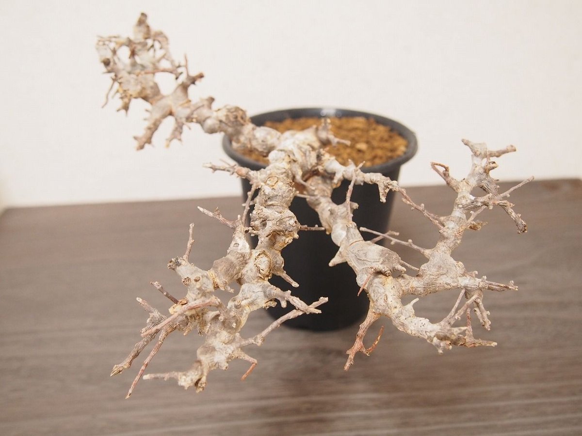 9月5日輸入】コミフォラ・エイル コミフォラ エイル Commiphora sp. Somalia Eyl | mana's f