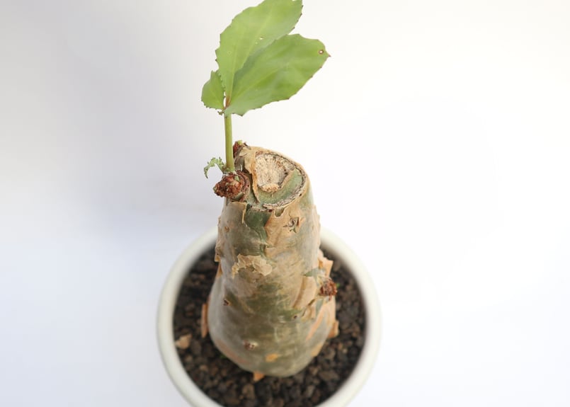 キフォステンマ ベティフォルメ | mana's green:塊根植物販売 キフォステンマ ベティフォルメ | mana's green:塊根植物販売