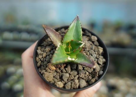 アガベ　チタノタ　ハデス　Agave titanota Hades　No.2