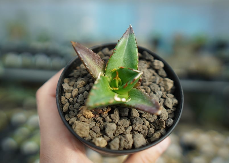 アガベ チタノタ ハデス Agave titanota Hades No.2 | mana's