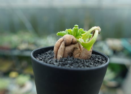 オトンナ　チュベローサ　Othonna tuberosa No.1