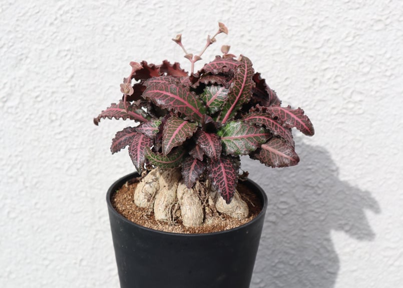 ユーフォルビア フランコイシー レッドリーフ | mana's farm:塊根植物