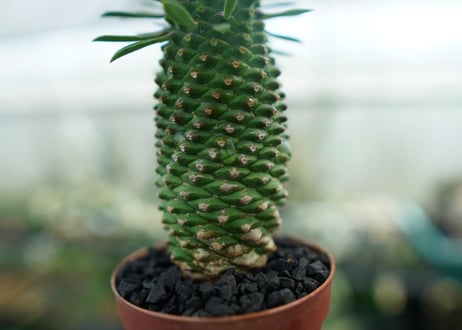 ユーフォルビア　ソテツキリン "パイナップルコーン"　Euphorbia sotetsukirin  No.1