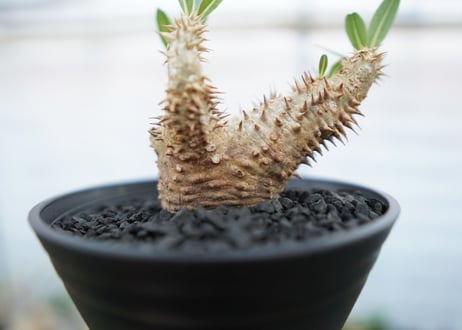 パキポディウム　デンシフローラム　Pachypodium densiflorum　No.2