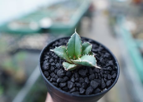 アガベ　チタノタ　FO-76　Agave titanota  FO-76　No.23