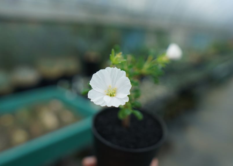 サルコカウロン バンデリエティアエ Sarcocaulon vanderietiae No.1