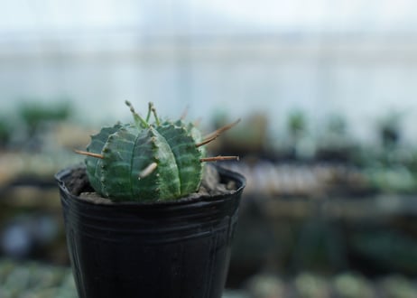 ユーフォルビア　バリダ　Euphorbia valida　No.2