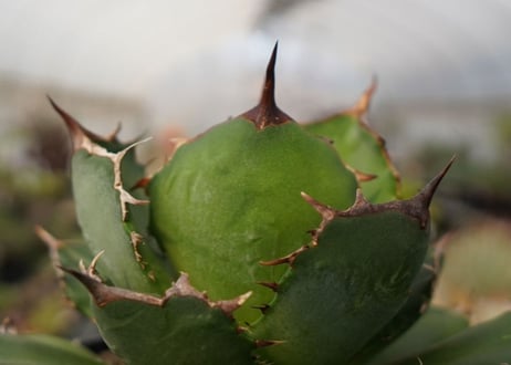 agave titanota　FO-76　NO.22
