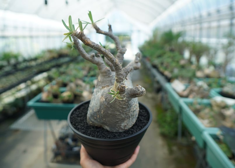 パキポディウム グラキリス Pachypodium gracilius ① パキポディウム グラキリス Pachypodium Gracilius No.1 | ma