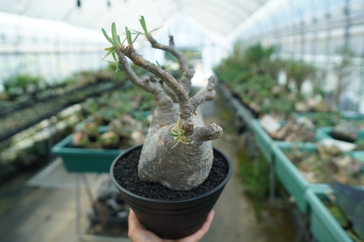 パキポディウム グラキリス Pachypodium gracilius ① パキポディウム グラキリス Pachypodium gracilius 発根済 (gk-20