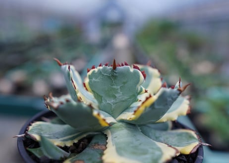 アガベ　兜蟹錦　連棘　Agave isthmensis “Kabutogani” variegata No.1