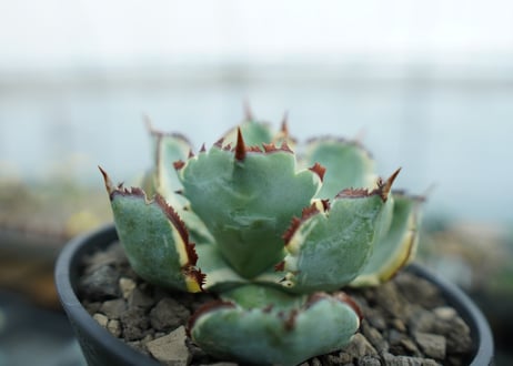 アガベ　兜蟹錦　連棘　Agave isthmensis “Kabutogani” variegata　NO.1