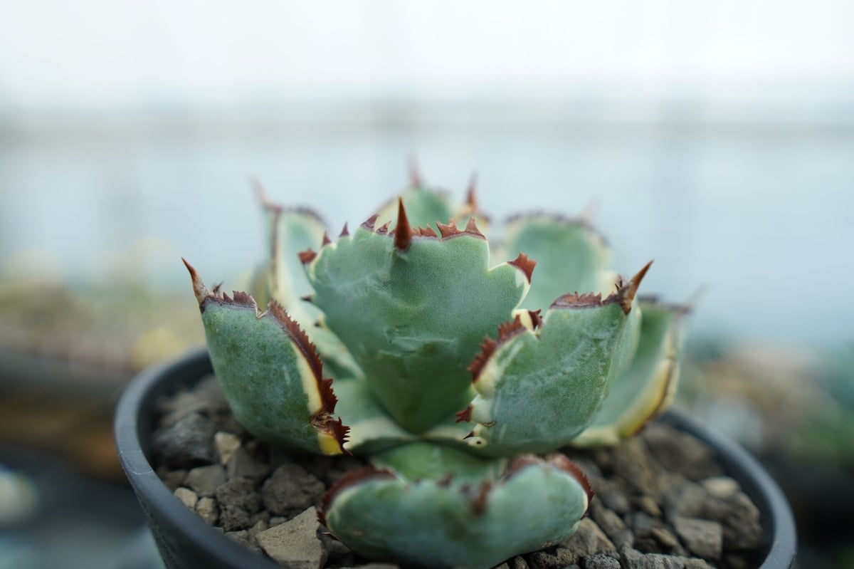 アガベ 兜蟹錦 連棘 Agave isthmensis “Kabutogani” varieg