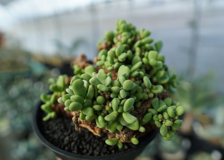 ケラリア　ピグマエア　Ceraria pygmaea